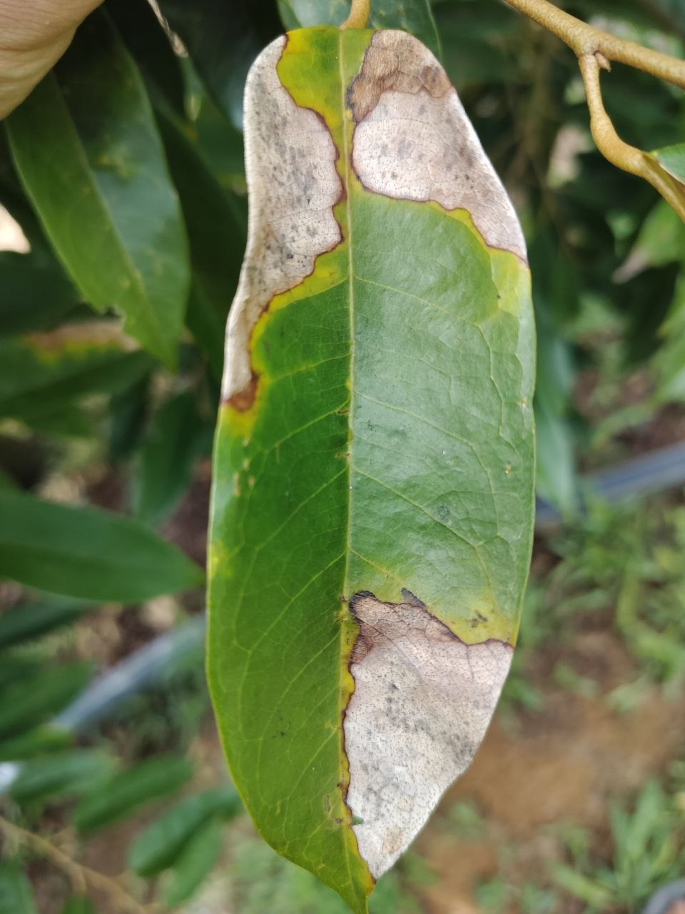 Example of a clearly framed durian leaf